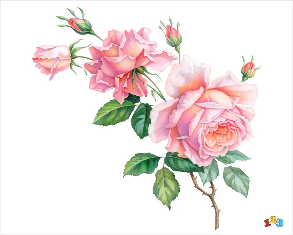 Rosa ros - För alla tillfällen - gratis vykort från 123kort.se